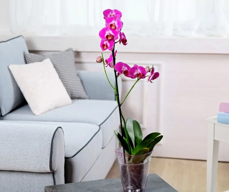 comment entretenir une orchidée d intérieur pour la garder en hiver besoins