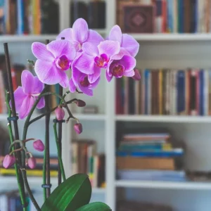 Entretien de l'orchidée en hiver - les bons gestes pour la protéger du froid