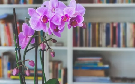 comment entretenir une orchidée en pot à l intérieur en hier conditions