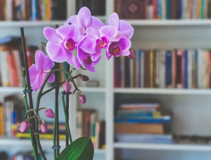 comment entretenir une orchidée en pot à l intérieur en hier conditions