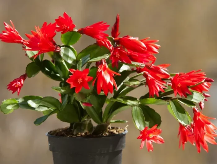 comment faire fleurir le cactus de noël pour avoir des fleurs toute l'année la plante en rouge