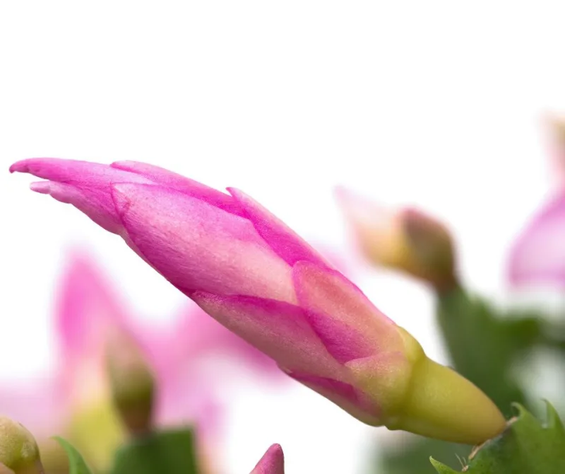 comment faire fleurir un cactus de noël entretien plante hiver