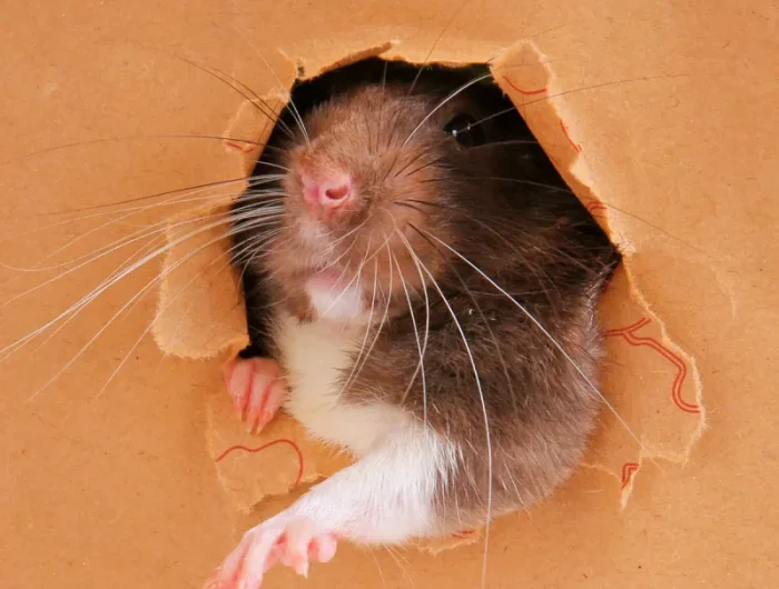 comment faire fuir les rats dans les murs