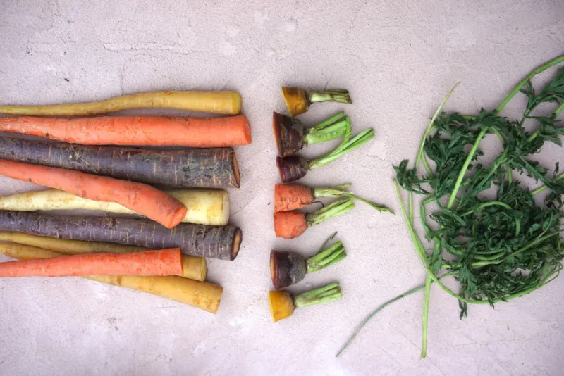 comment faire repousser le haut des carottes multicouleurs
