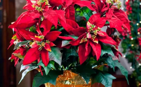 comment faire rougir les feuilles de poinsettia fleur avec arbre de noel