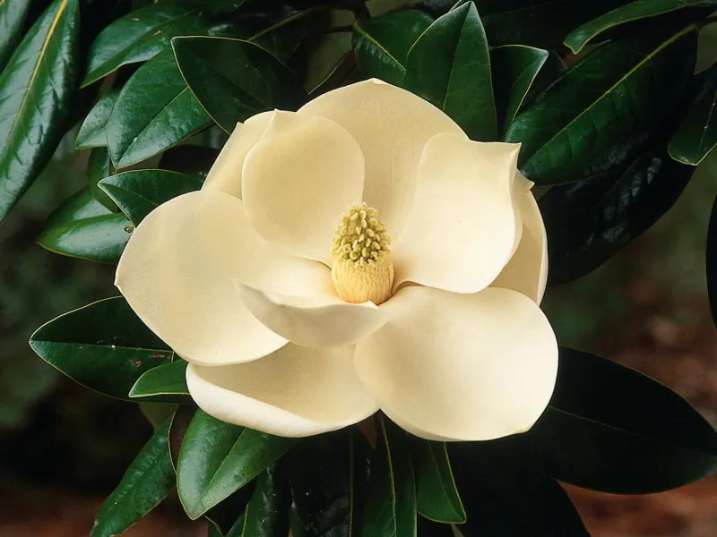 comment faire une bouture de magnolia fleur jaune
