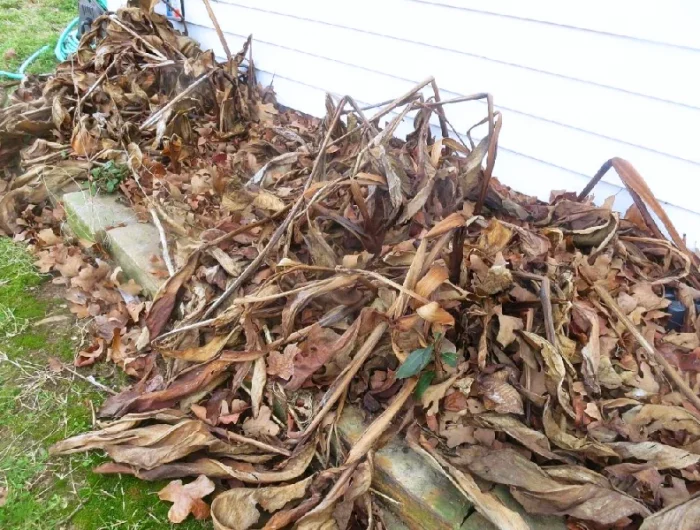 comment hiverner les cannas en pleine terre feuilles mortes mur