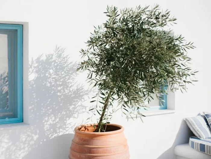 comment hiverner un olivier en pot pour le proteger du froid