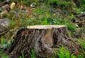 Comment conserver un tronc d’arbre coupé ? Voici le guide détaillé