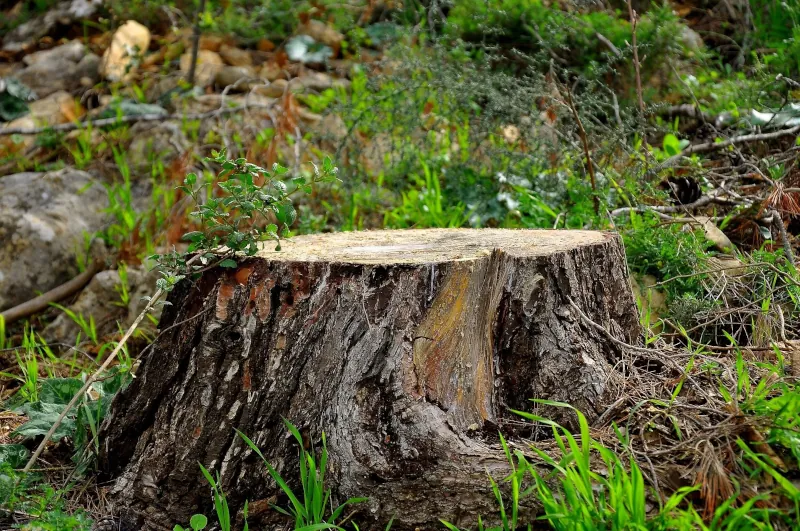 comment mettre en valeur un tronc d arbre coupe