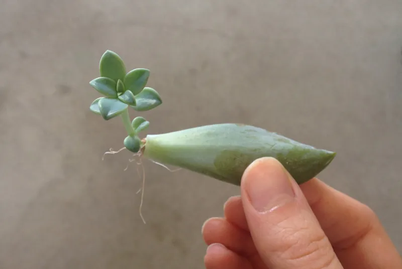 comment multiplier sa plante de jade a partir d une feuille