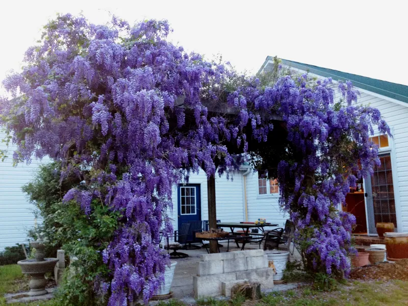 comment planter une glycine du japon arche lilas devant maison blanche