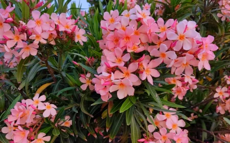 comment preparer le laurier rose pour l hiver