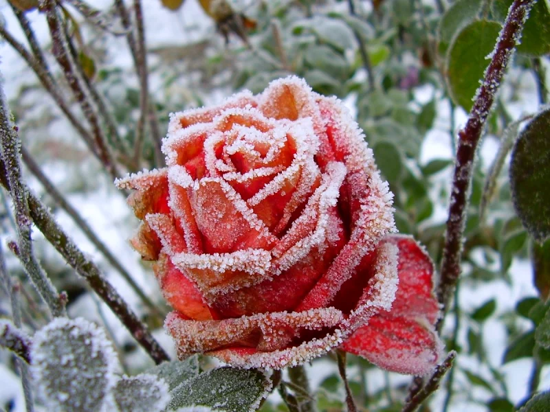 comment preparer le rosier pour l hiver fleur rose neige