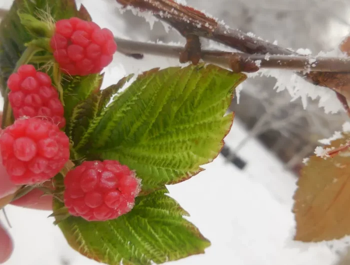 comment preparer les framboisiers pour lhiver framboises aux feuilles sur le fond de neige