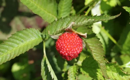 comment preparer les framboisiers pour lhiver primocane aux feuilles vertes