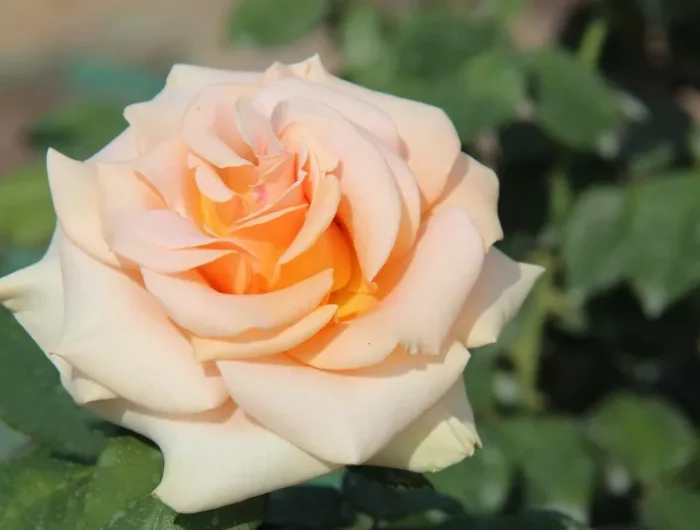 comment preparer les rosiers pour lhiver rose de the hybride