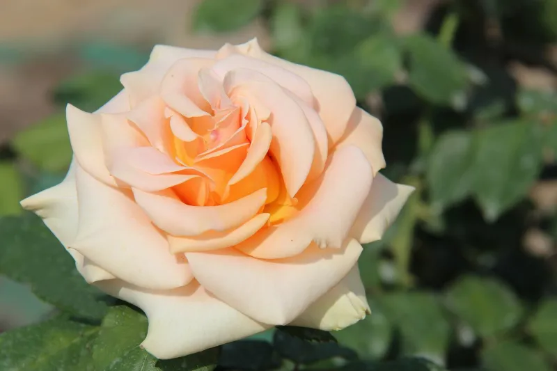 comment preparer les rosiers pour lhiver rose de the hybride