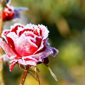 Comment préparer les rosiers pour l'hiver ? Voici les gestes indispensables pour avoir une floraison généreuse au printemps