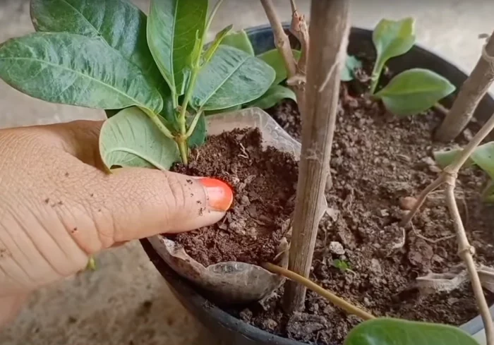 comment propagager plante avec bouture plante mere pot terre