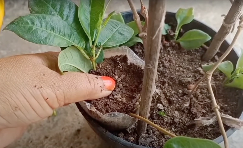 comment propagager plante avec bouture plante mere pot terre