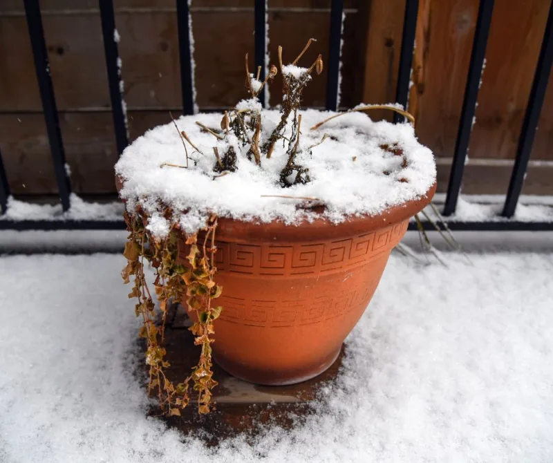 Film d'hivernage à bulles pour protéger les plantes contre le froid