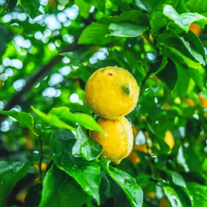Comment protéger du gel un citronnier en pleine terre ? Conseils et précautions à prendre pour qu'il ne meure pas en hiver