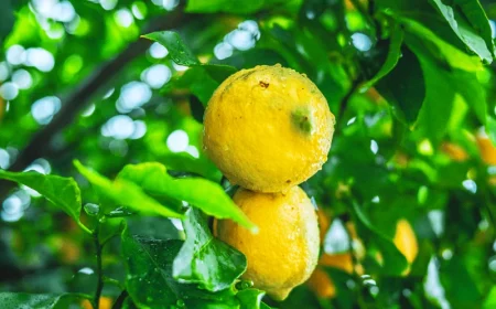 comment proteger du gel un citronnier en pleine terre