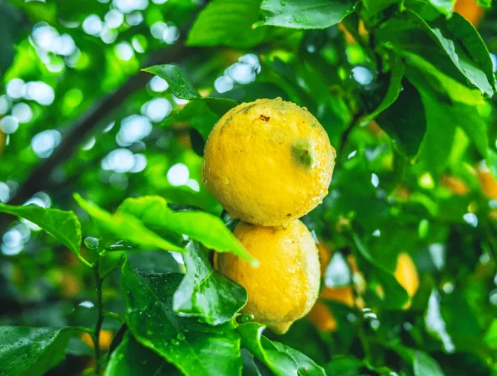 comment proteger du gel un citronnier en pleine terre