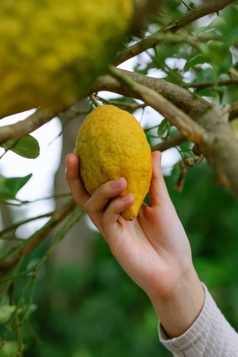 comment proteger un citronnier contre le gel main