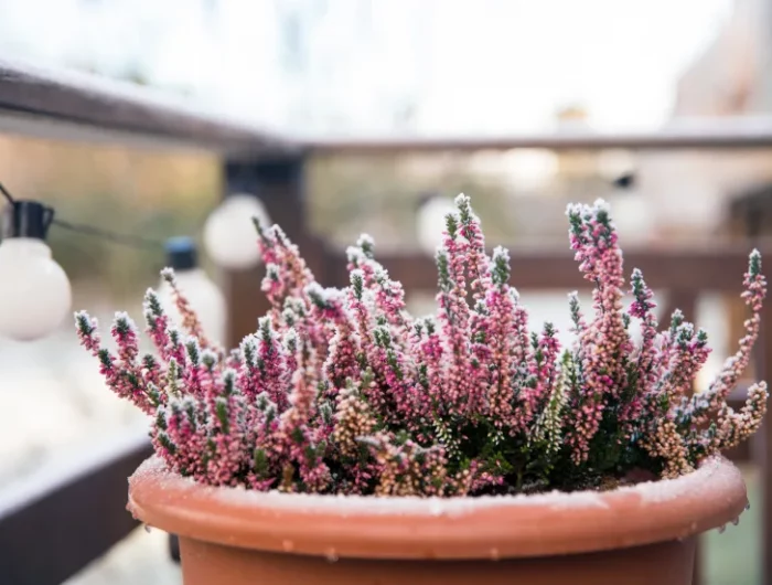 comment protéger les plantes du gel idées hivernage plantes en pot