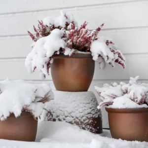 Les astuces pour protéger ses plantes en pot du froid cet hiver