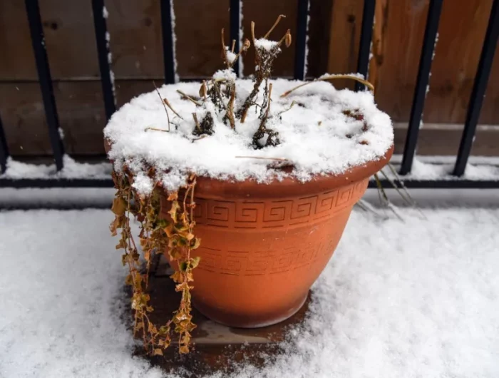 comment protéger ses plantes en pot du gel jardin hivernage astuces