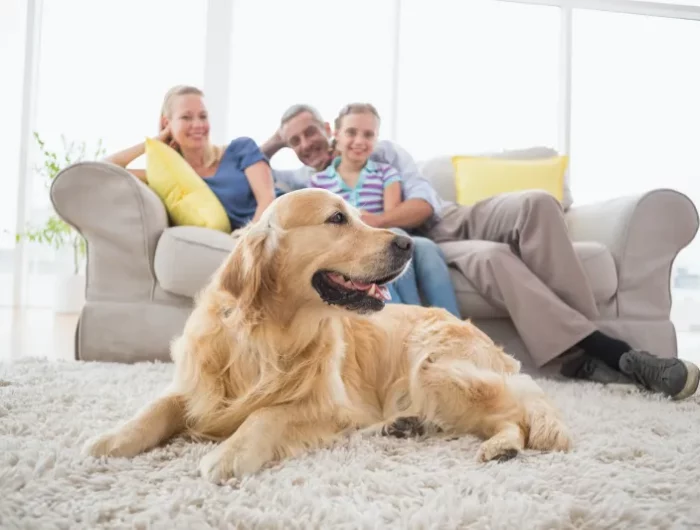 comment purifier lair de la maison naturellement famille avec chien dans un sejour propre