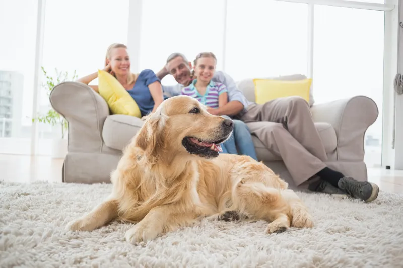 comment purifier lair de la maison naturellement famille avec chien dans un sejour propre