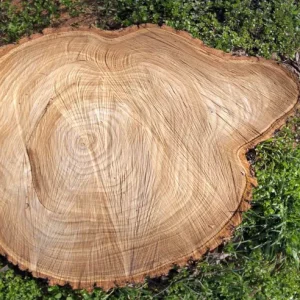 Comment conserver un tronc d'arbre coupé ? Voici le guide détaillé