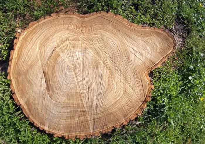comment reussir la conservation d une souche d arbre