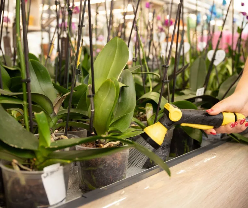 comment s occuper d une orchidée en hiver dans une serre cultiver des plantes