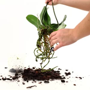 Comment sauver une orchidée avec des racines pourries ?