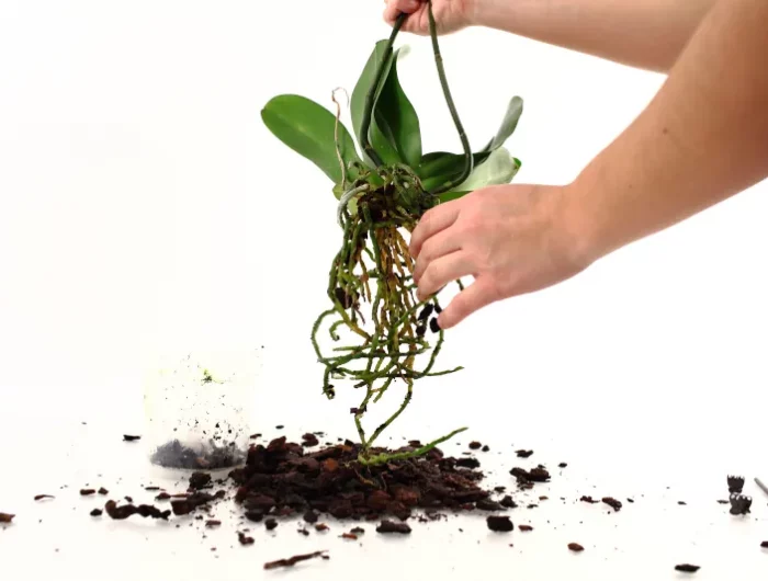 comment sauver une orchidee avec racines pourries