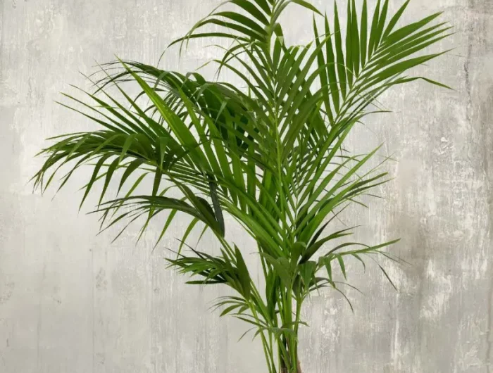 comment se soigner d un palmier interieur