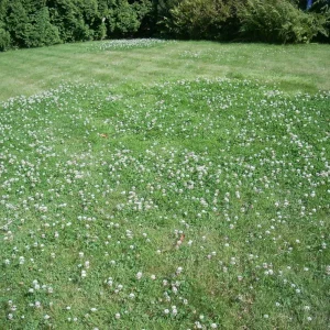 Comment éradiquer le trèfle blanc dans la pelouse naturellement, sans tuer l'herbe ?