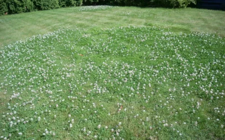 comment supprimer le trefle dans la pelouse naturellement gazon aux trefles fleuris