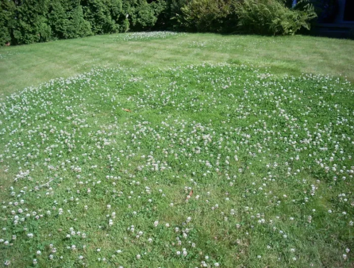 comment supprimer le trefle dans la pelouse naturellement gazon aux trefles fleuris