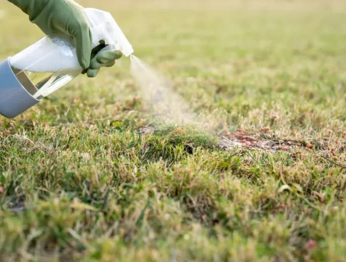 comment supprimer le trefle dans la pelouse naturellement homme arrosant une pelouse preparation