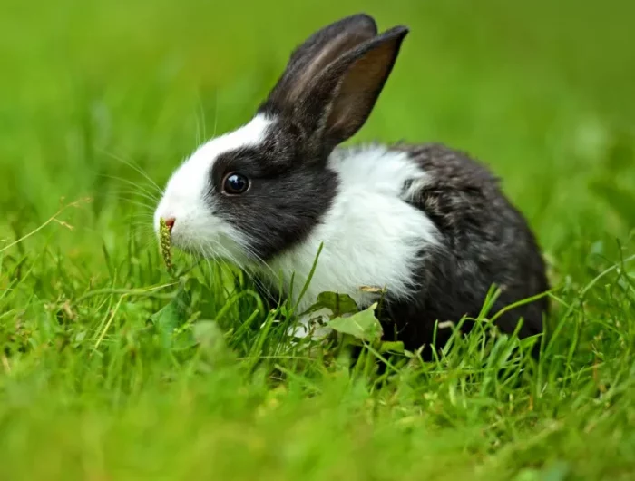 comment supprimer le trèfle sur une pelouse lapin noir blanc dan ungazon
