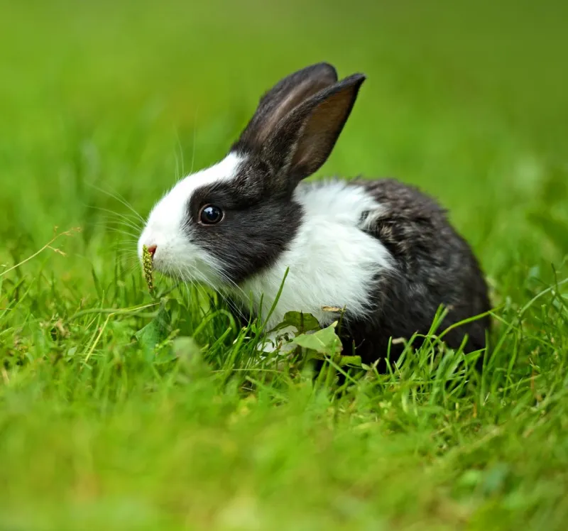 comment supprimer le trèfle sur une pelouse lapin noir blanc dan ungazon