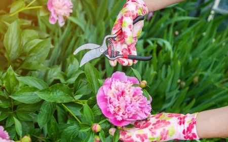 comment tailler les pivoines pour l hiver