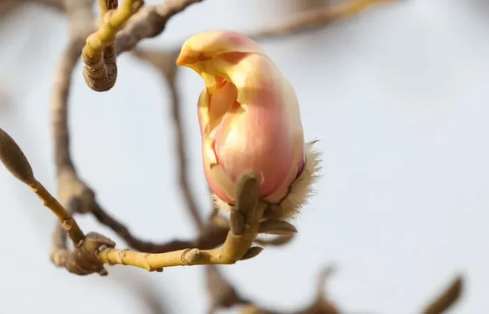 comment tailler un magnolia liliflora une fleure jaune
