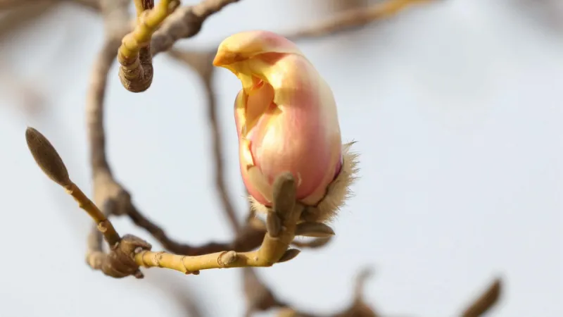 comment tailler un magnolia liliflora une fleure jaune